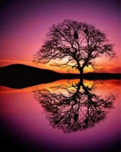 Tree Reflection Silhouette Diamond Paintings