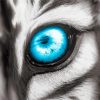 Tiger Blue Eyes Diamond Paintings