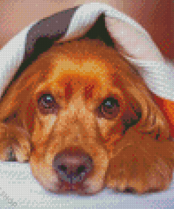Cocker Dog With Blanket Diamond Paintings