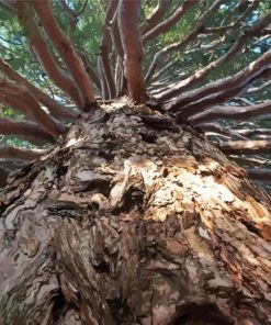 Giant Sequoia Tree Diamond Paintings