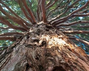 Giant Sequoia Tree Diamond Paintings