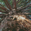 Giant Sequoia Tree Diamond Paintings