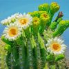 Saguaro Cactus Flower Diamond Paintings