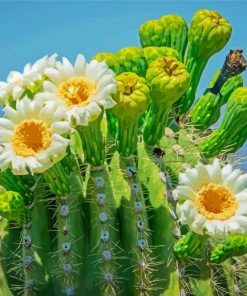 Saguaro Cactus Flower Diamond Paintings