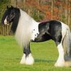 Black And White Clydesdale Horse Diamond Paintings