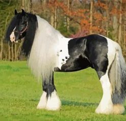 Black And White Clydesdale Horse Diamond Paintings