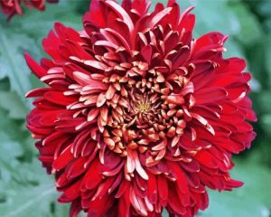 Chrysanthemums Chinese Flower Diamond Paintings