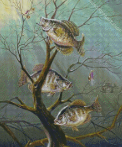 Crappie Fishes Diamond Paintings