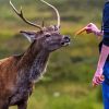 Deer Feeding Diamond Paintings