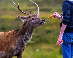 Deer Feeding Diamond Paintings
