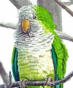 Quaker Parrot Diamond Paintings