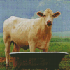Aesthetic Cow In A Tub Diamond Paintings