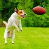 Aesthetic Dog Football Diamond Paintings