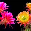 Aesthetic Pink And Yellow Flowers On Cactuses Diamond Paintings