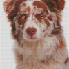 Brown Border Collie Dog Diamond Paintings
