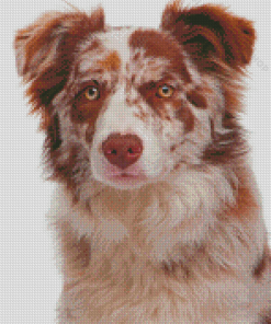 Brown Border Collie Dog Diamond Paintings