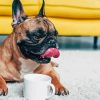 Dog Drink Coffee Diamond Paintings