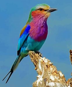 Lilac Breasted Roller Bird Diamond Paintings