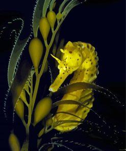 Seahorse With Giant Kelp Diamond Paintings