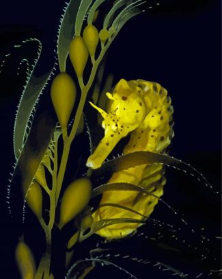 Seahorse With Giant Kelp Diamond Paintings