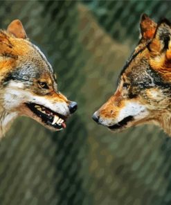 Wolves Face To Face Diamond Paintings