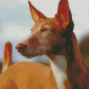 Close Up Podenco Dog Diamond Paintings