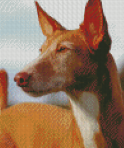 Close Up Podenco Dog Diamond Paintings