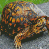 Eastern Box Turtle Diamond Paintings