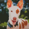 Podenco Dog Face Diamond Paintings
