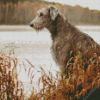 Wolfhound Dog Animal Diamond Paintings