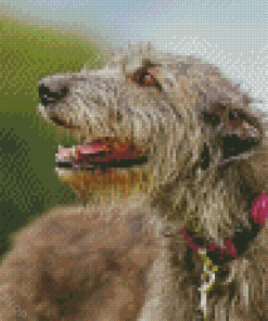Close Up Irish Wolfhound Diamond Paintings