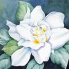 White Gardenia Flower Diamond Paintings