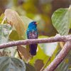 Beautiful Asian Emerald Cuckoo Bird Diamond Paintings