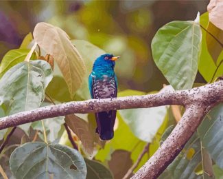 Beautiful Asian Emerald Cuckoo Bird Diamond Paintings