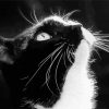 Black And White Tuxedo Cat Diamond Paintings