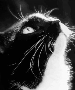 Black And White Tuxedo Cat Diamond Paintings