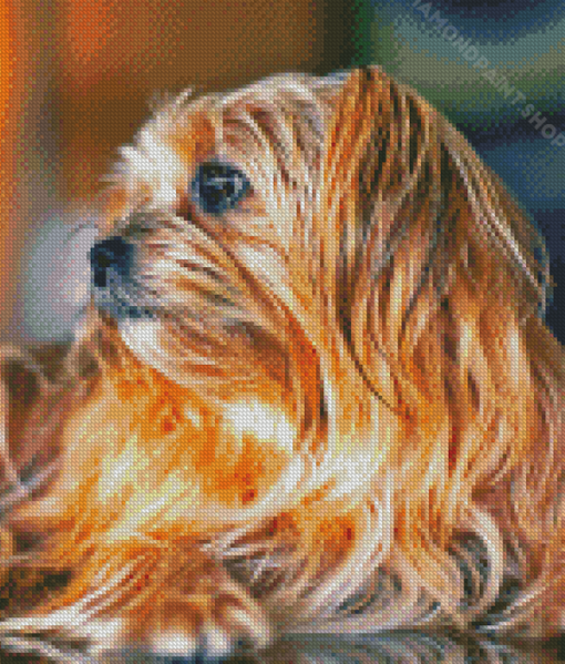 Close Up Shorkie Dog Diamond Paintings