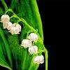 Lily Of The Valley Diamond Paintings