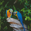 Two Parrots In Jungle Green With Blue Diamond Paintings