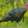 Wild Turkey Diamond Piantings