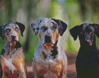 Aesthetic Catahoula Dogs Diamond Paintings