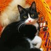 Aesthetic Cute Tuxedo Cat Diamond Paintings