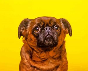 Brussels Griffon Diamond Piantings