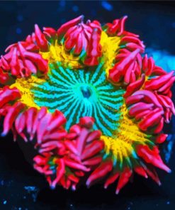 Colorful Anemone Diamond Paintings