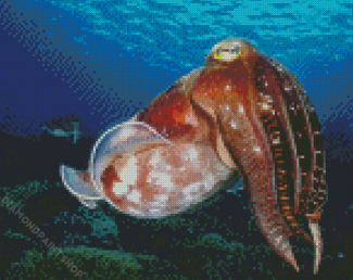 Cool Cuttlefish Diamond Paintings