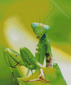 Green Praying Mantis Diamond Paintings