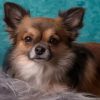 Adorable Long Haired Chihuahua Diamond Paintings