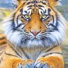 Beautiful Tiger Eyes Adulr Diamond Paintings