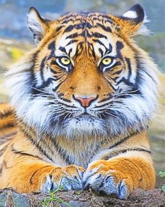 Beautiful Tiger Eyes Adulr Diamond Paintings