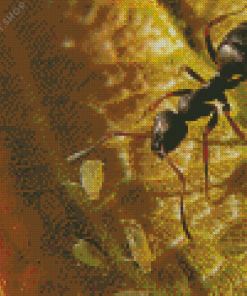 Black Garden Ant Diamond Paintings
